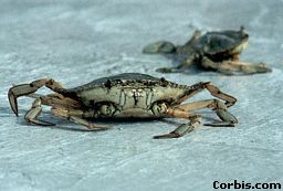 crab1.jpg (11372 bytes)